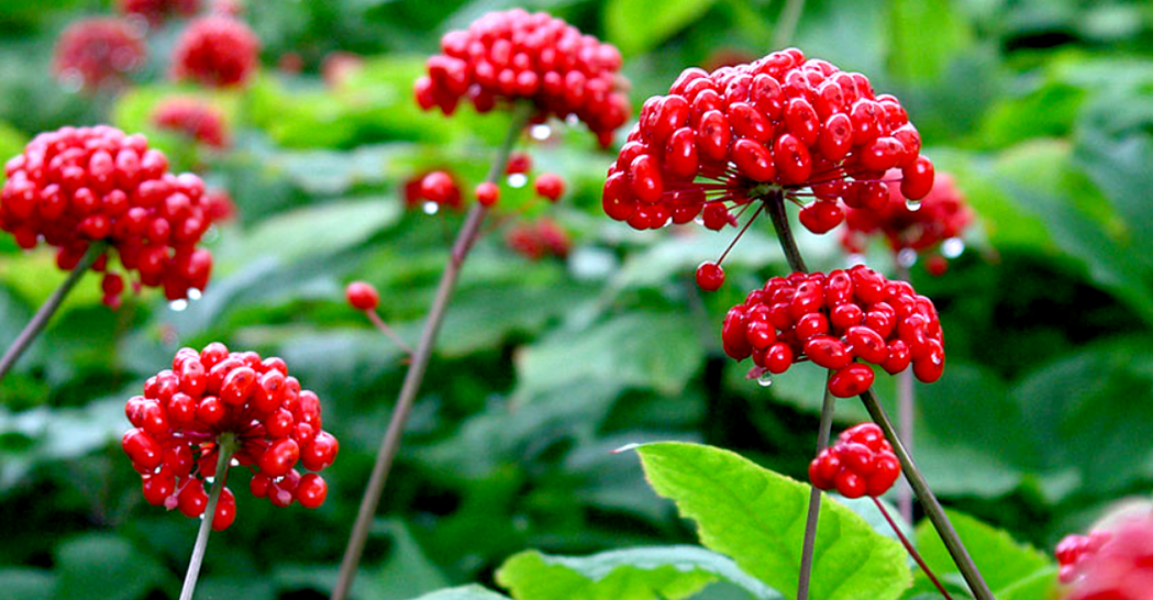 ginseng per l'ingrandimento del pene